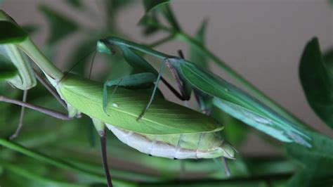 Mantis Porn Videos 